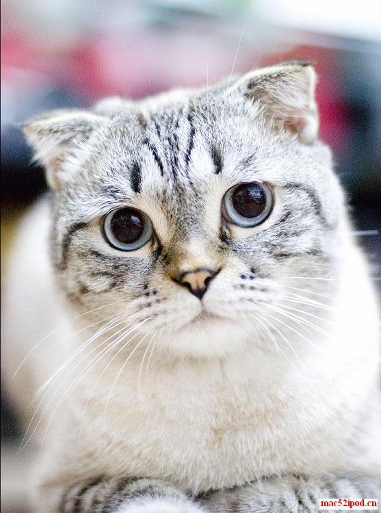 苏格兰折耳猫